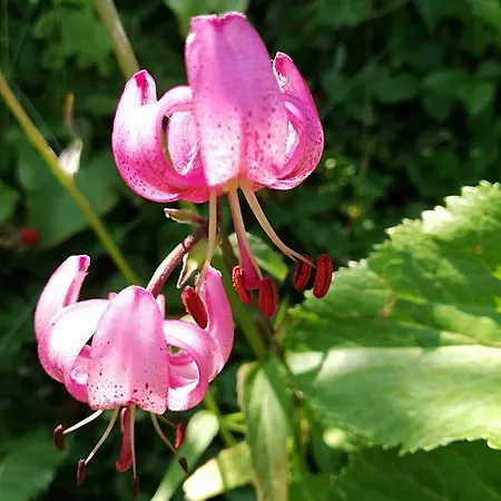 Hotel Le Taconet Le Praz de Lys